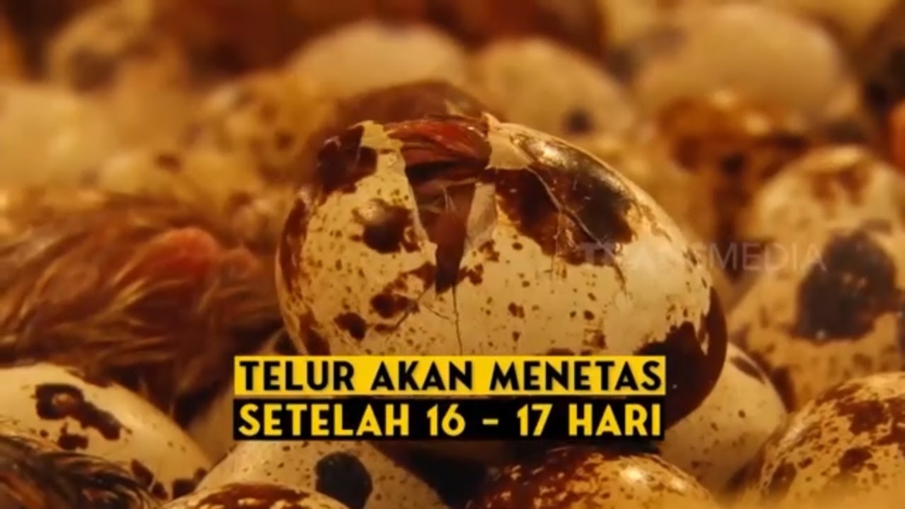 KEPOIN PROSES PENETASAN TELUR PUYUH | SI UNYIL (16/11/21)