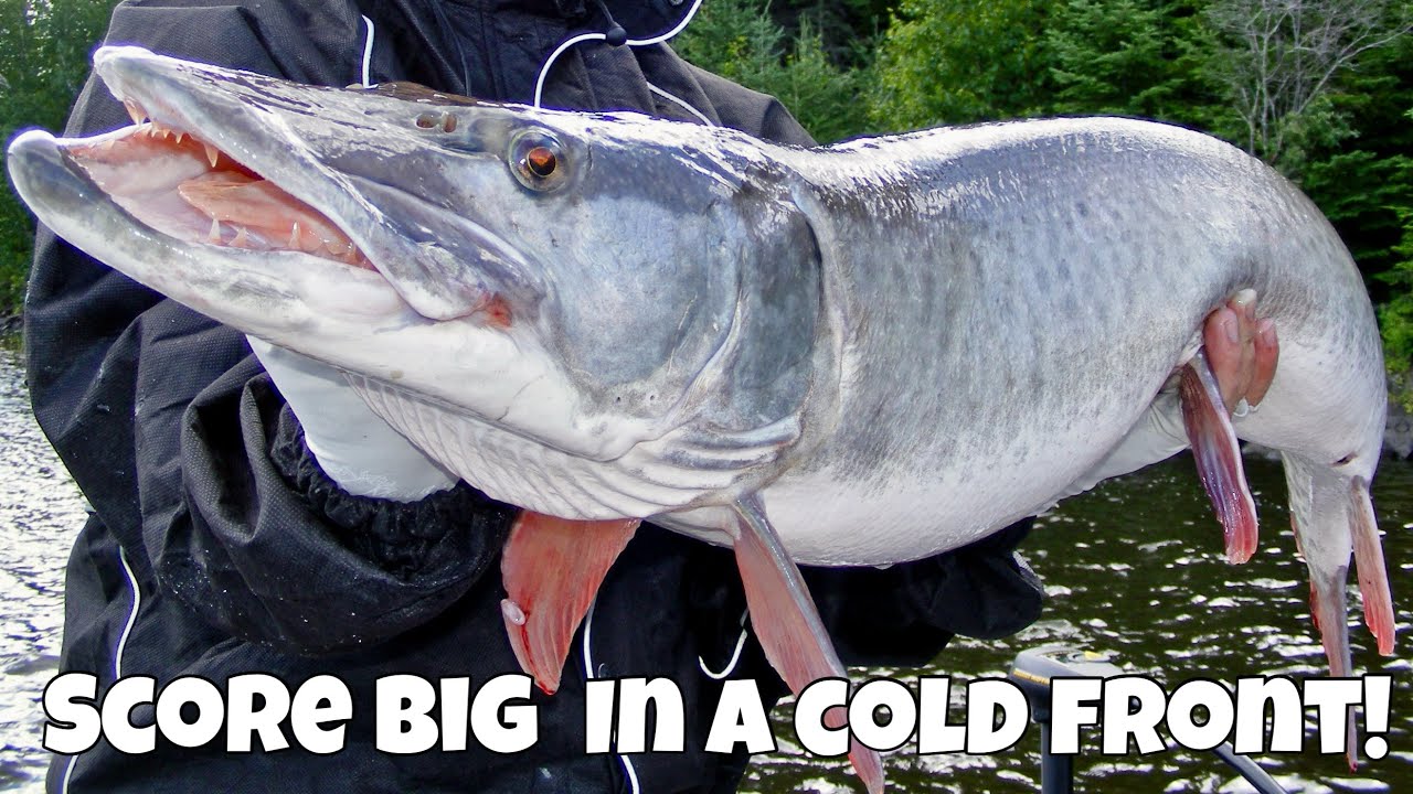Musky!  How to Catch a Big One in a Cold Front
