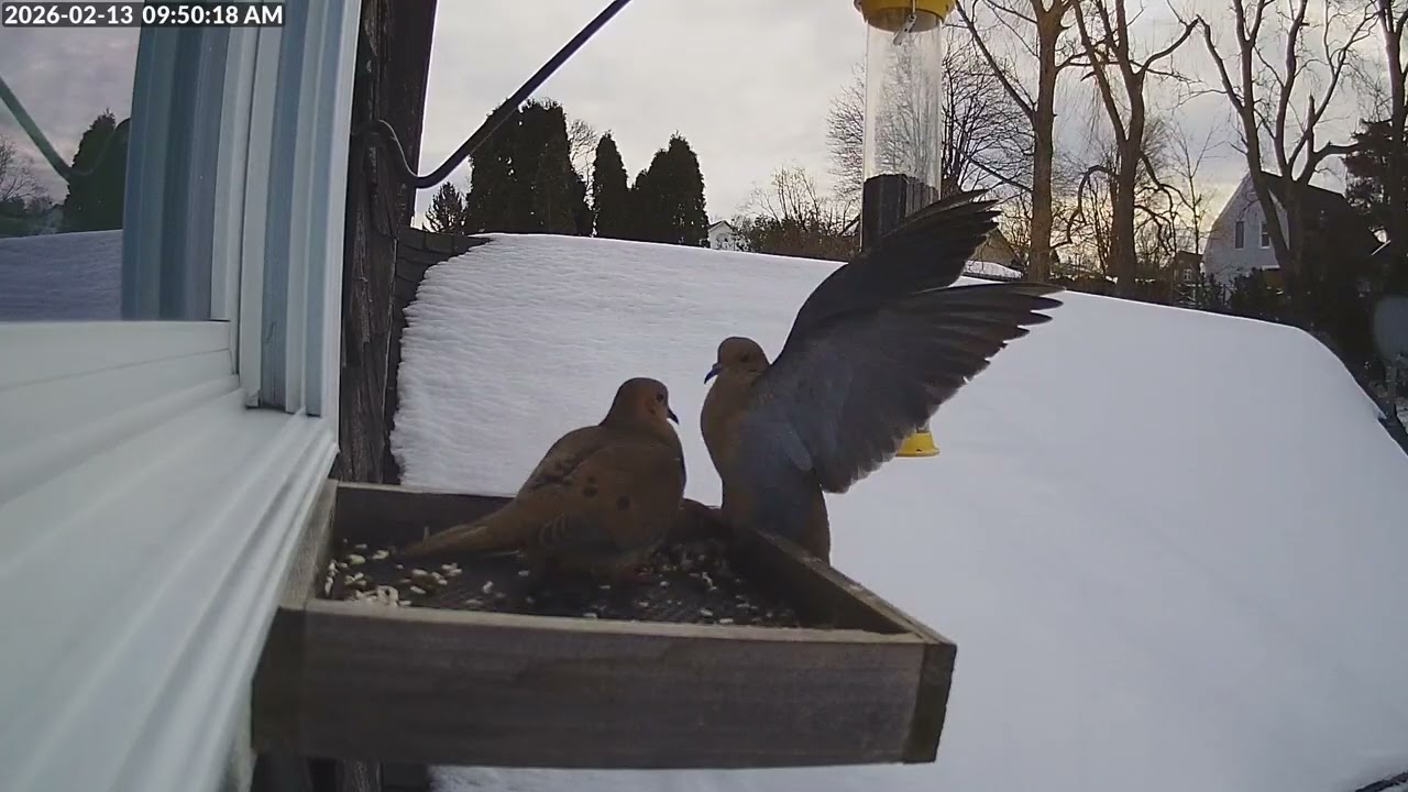 Daily Birdfeeder Highlight Reel (Friday)