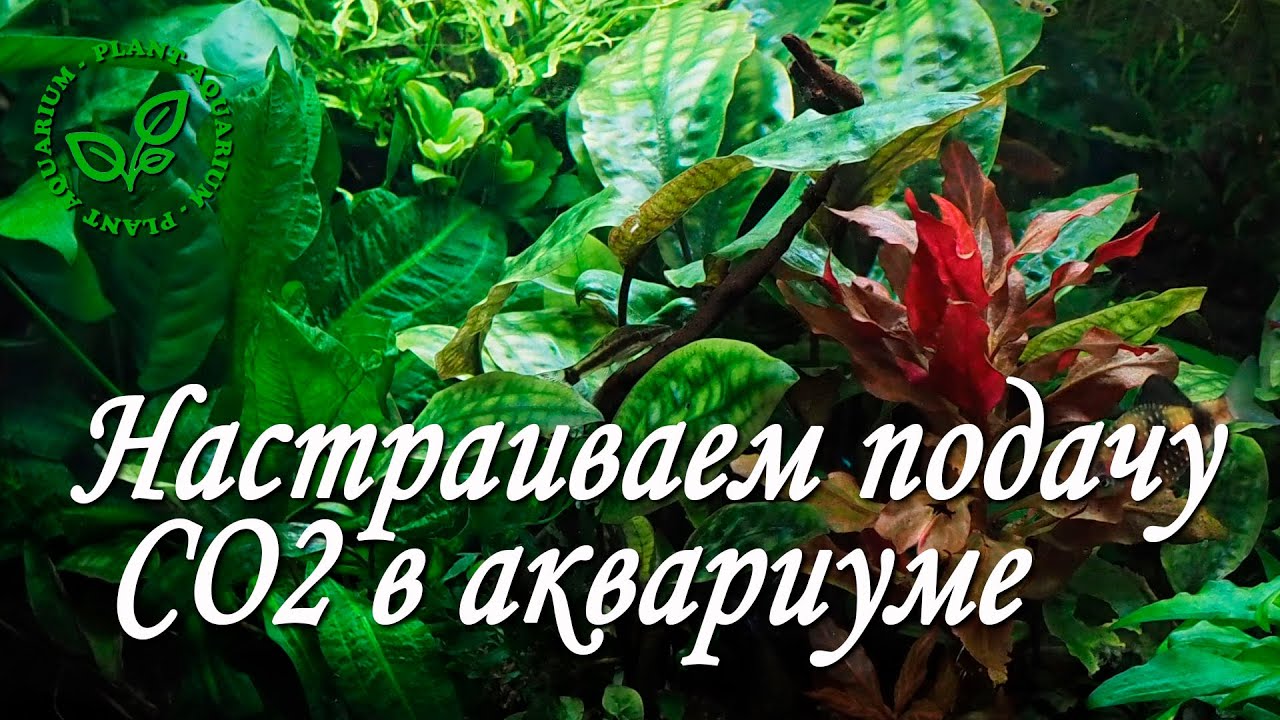 Настраиваем подачу СО2 в аквариуме