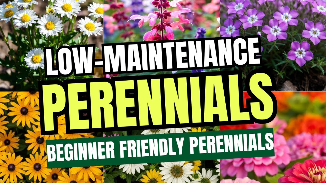 Top 10 Low-Maintenance Perennial Flowers ANYONE Can Grow! Beginner-Friendly🌼💪