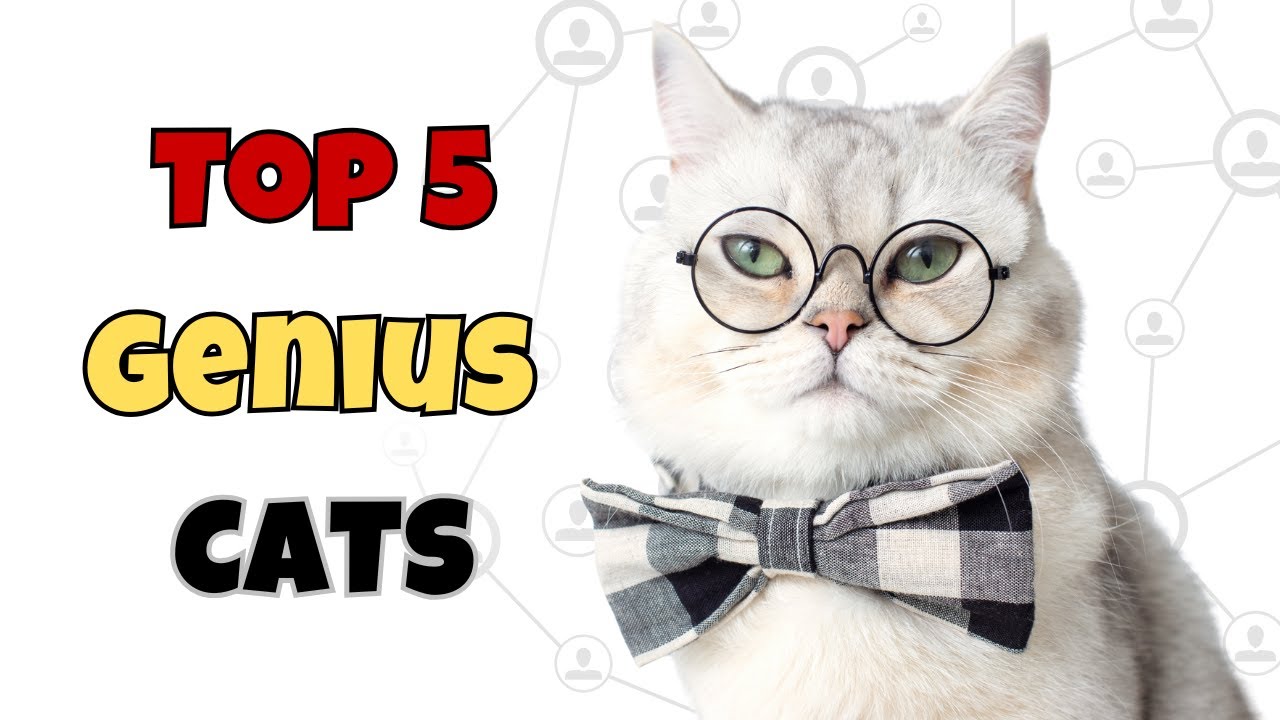 5 Genius Cat Breeds That Will Outsmart You