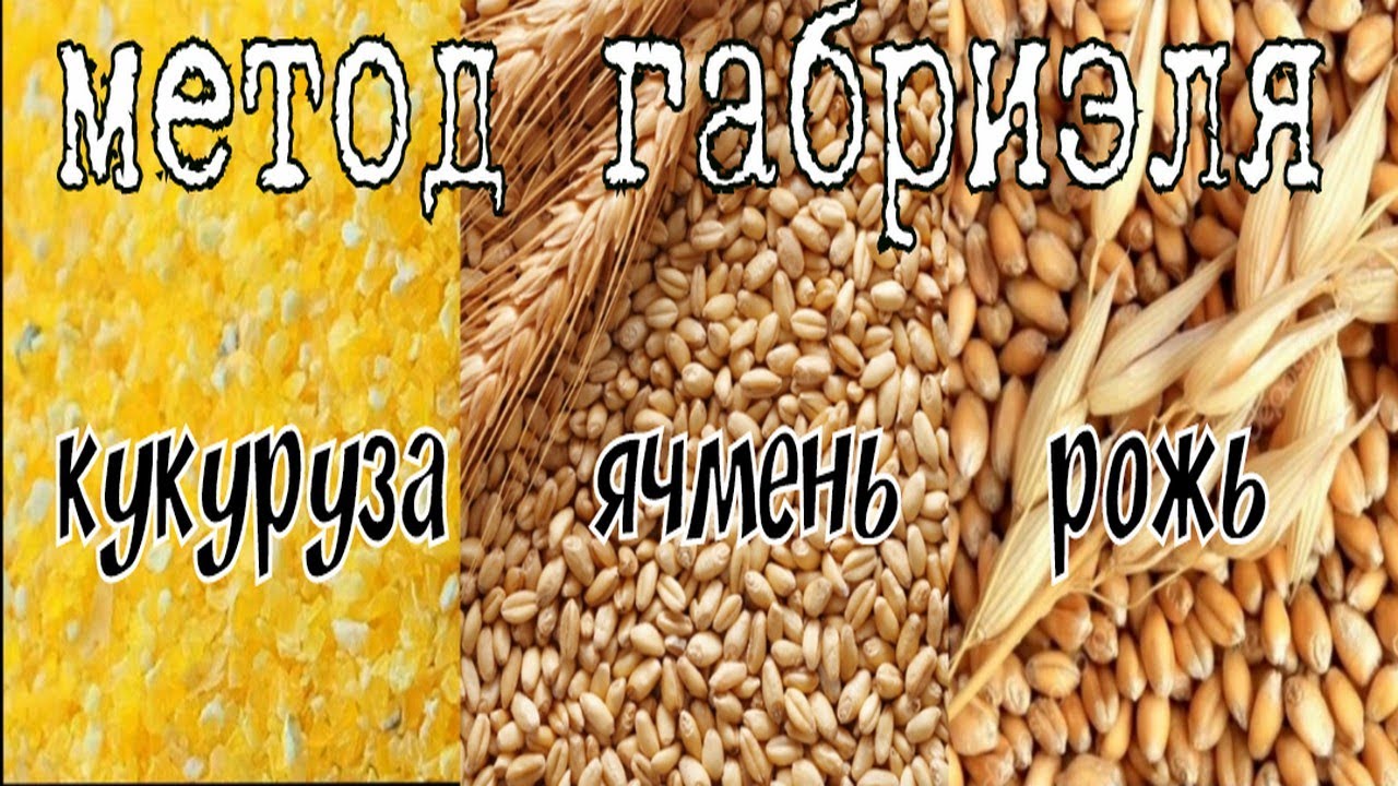 МЕТОД ГАБРИЭЛЯ А СТОИТ ЛИ ОН ТОГО??? ПЕРЕГОНЯЕМ ЗАТОР КУКУРУЗА ЯЧМЕНЬ РОЖЬ