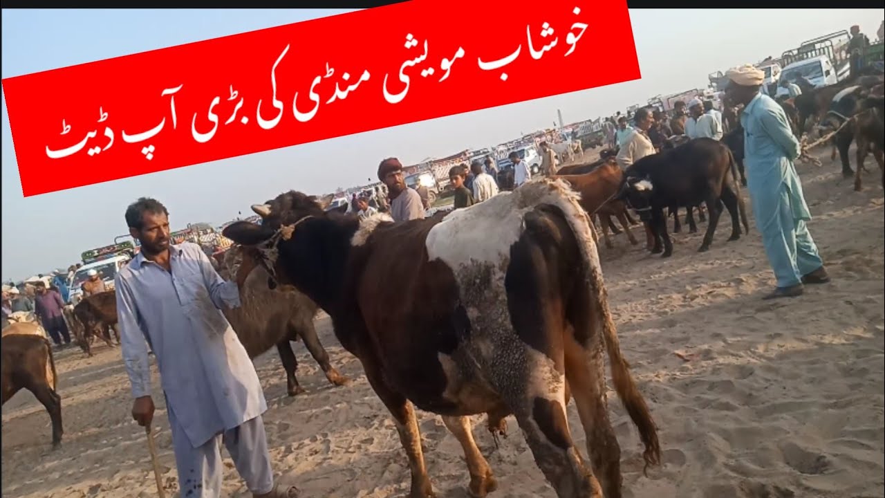 April 25, 2023,khushab cow mandi 2023,cow mandi today,cow mandi update,hussain bali