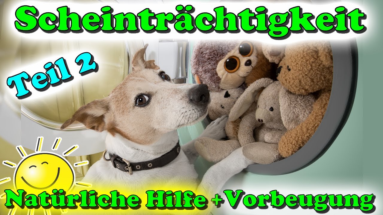 Scheinträchtigkeit Hündin – Scheinschwangerschaft Hund – Natürliche Hilfe + Vorbeugung / Teil 2