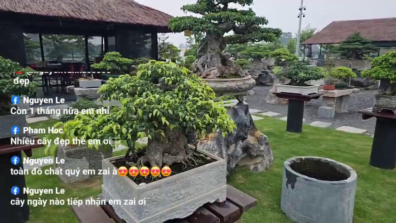 Phát trực tiếp của Bonsai Mạc Nam Định