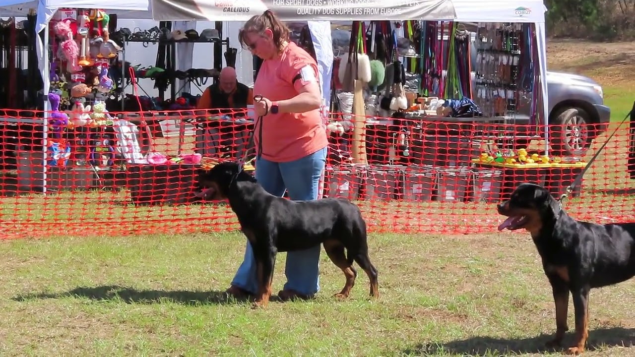 1 марта 2026 г. – размещение самок в возрасте 15-24 месяцев.