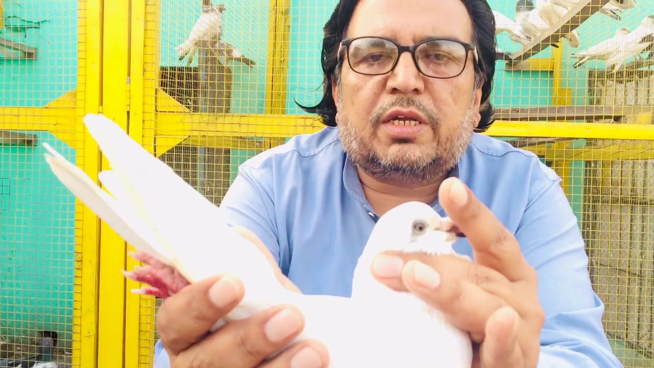 History Of Tunia Wahshi Kabotar |Amir Hayat Khan|