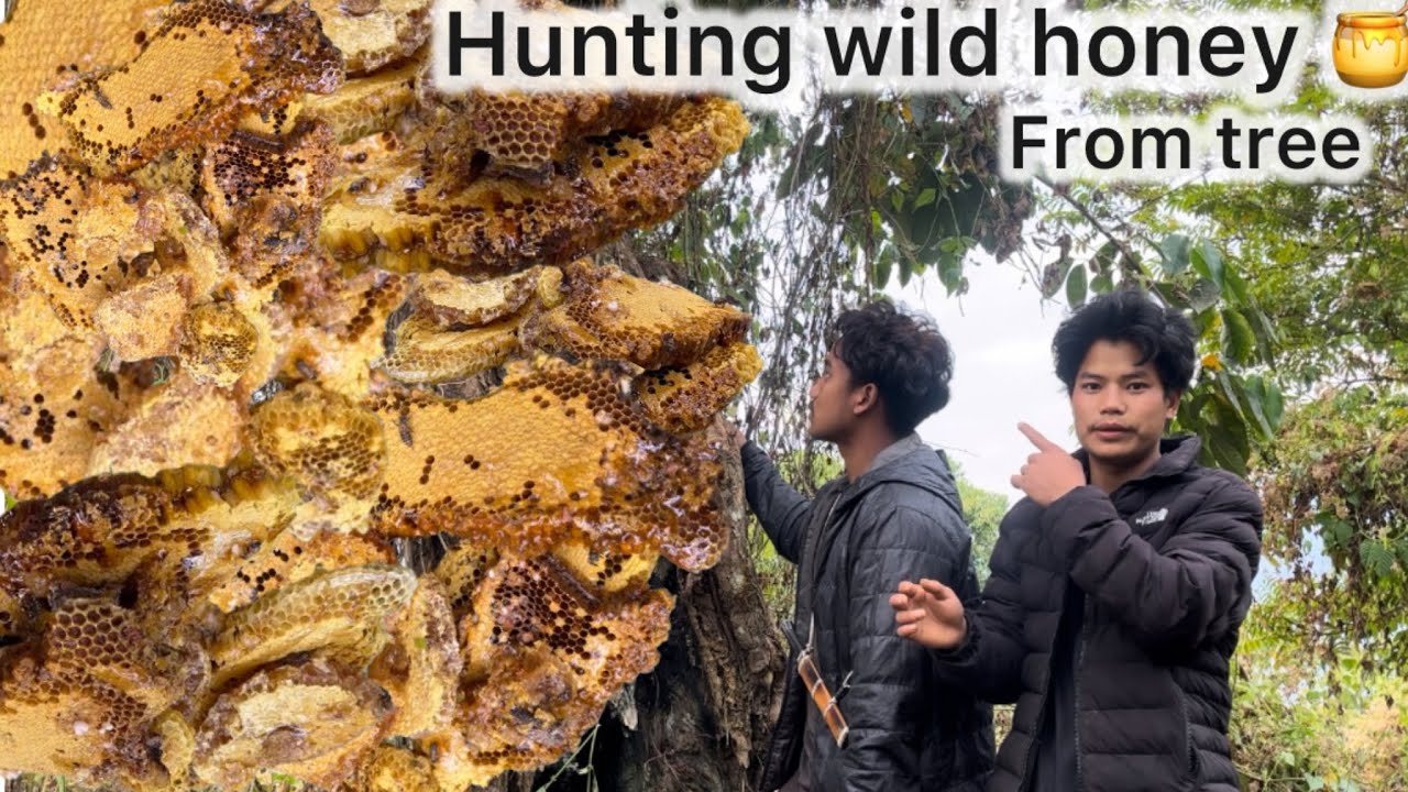 Hunting wild honey 🍯 from tree || #honey  #sahad #hunting 