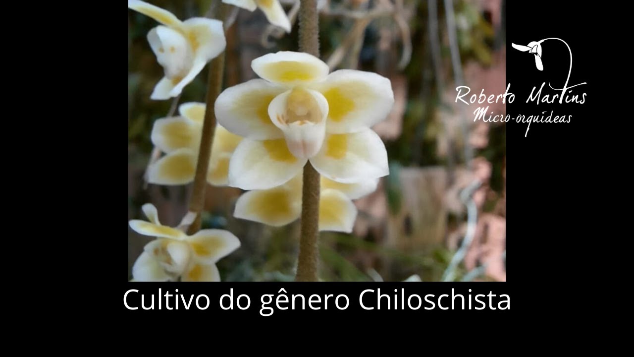 Cultivo do gênero Chiloschista.