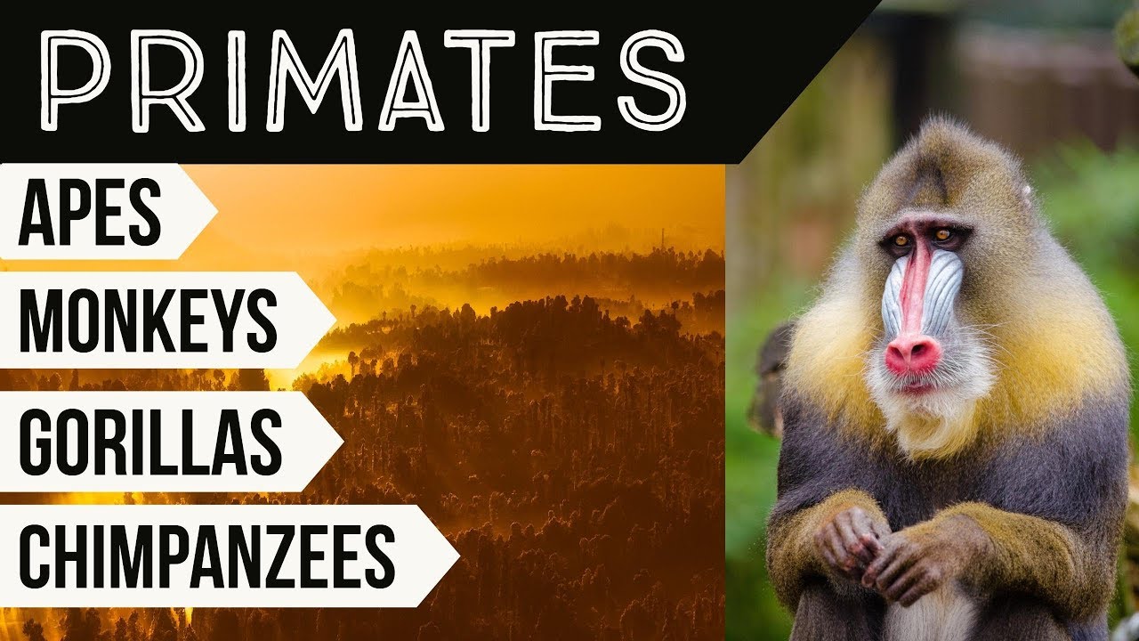 Anthropology Optional for UPSC Mains - Primates, their characteristics and evolution