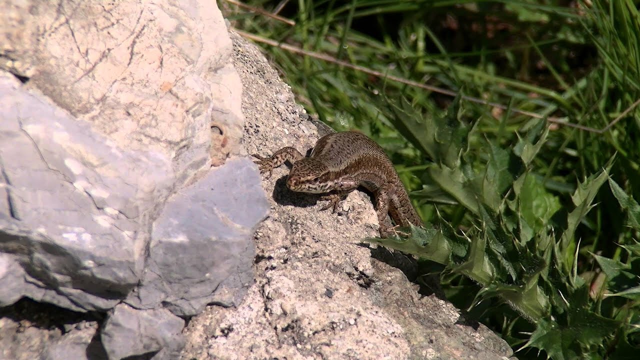 Labunishki Bacila, Jablanica Mountain 2015
