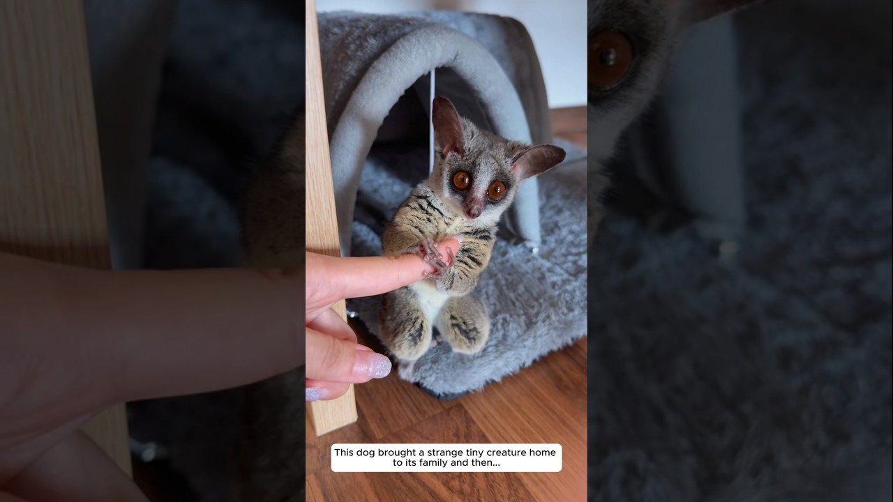 This dog brought a strange tiny creature home to its family and then...