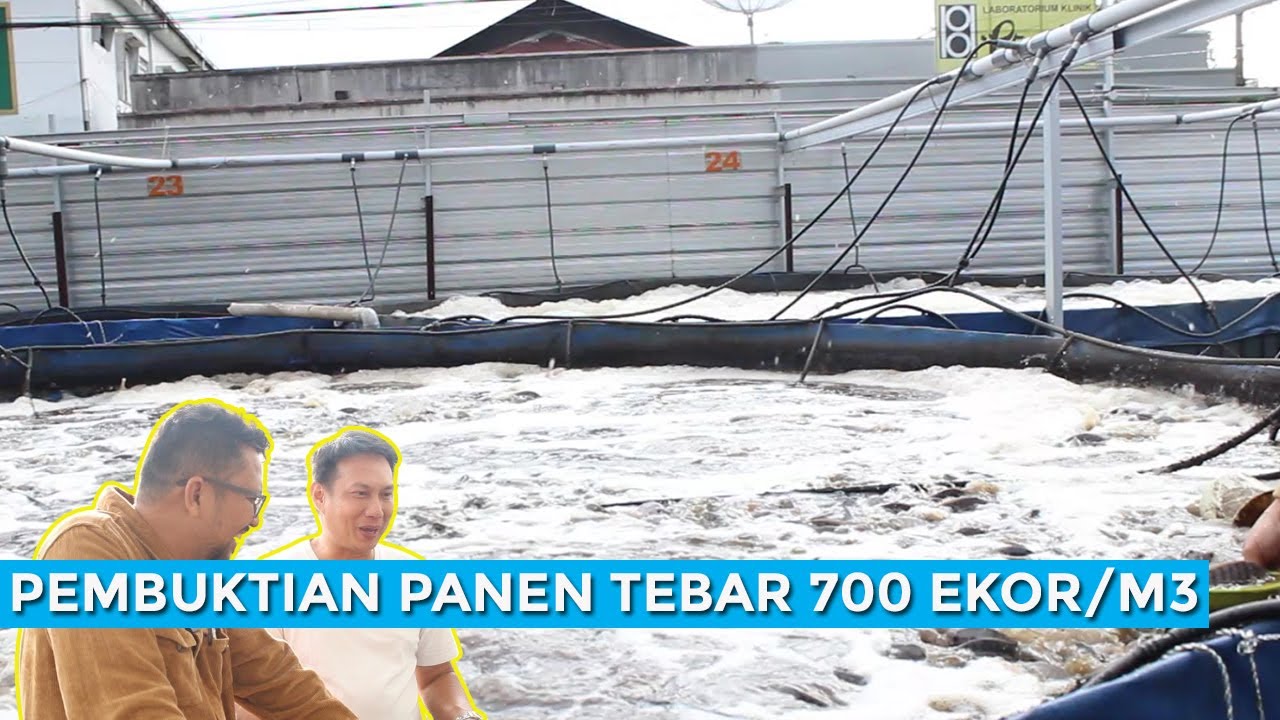 Pembuktian Berhasil Panen Dengan Tebar Padat Tinggi, PH Di Bawah 4, Ikan Nafsu Makan Tinggi