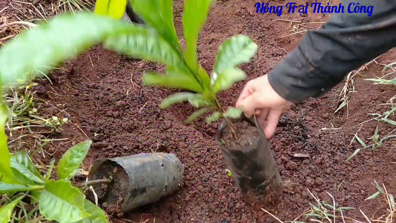 Cách trồng cà phê con đơn giản nhất