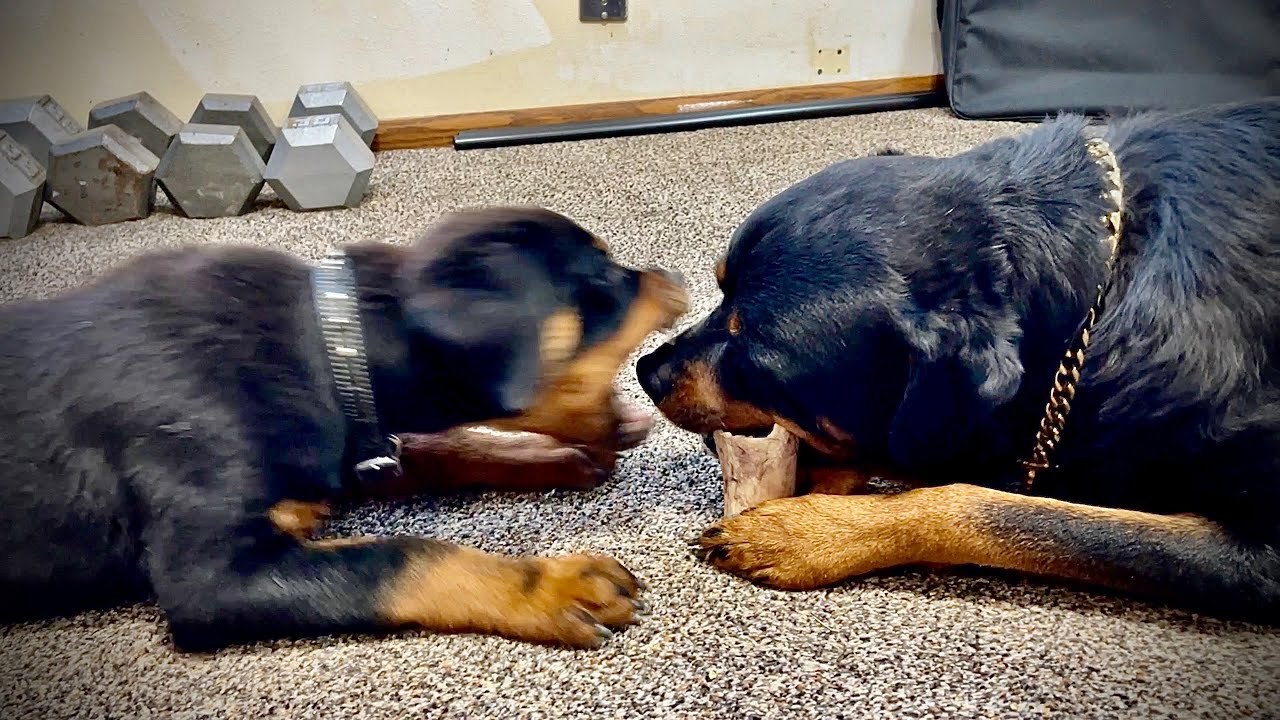 Rottweiler defends his bone (Aggressive Dog Training)