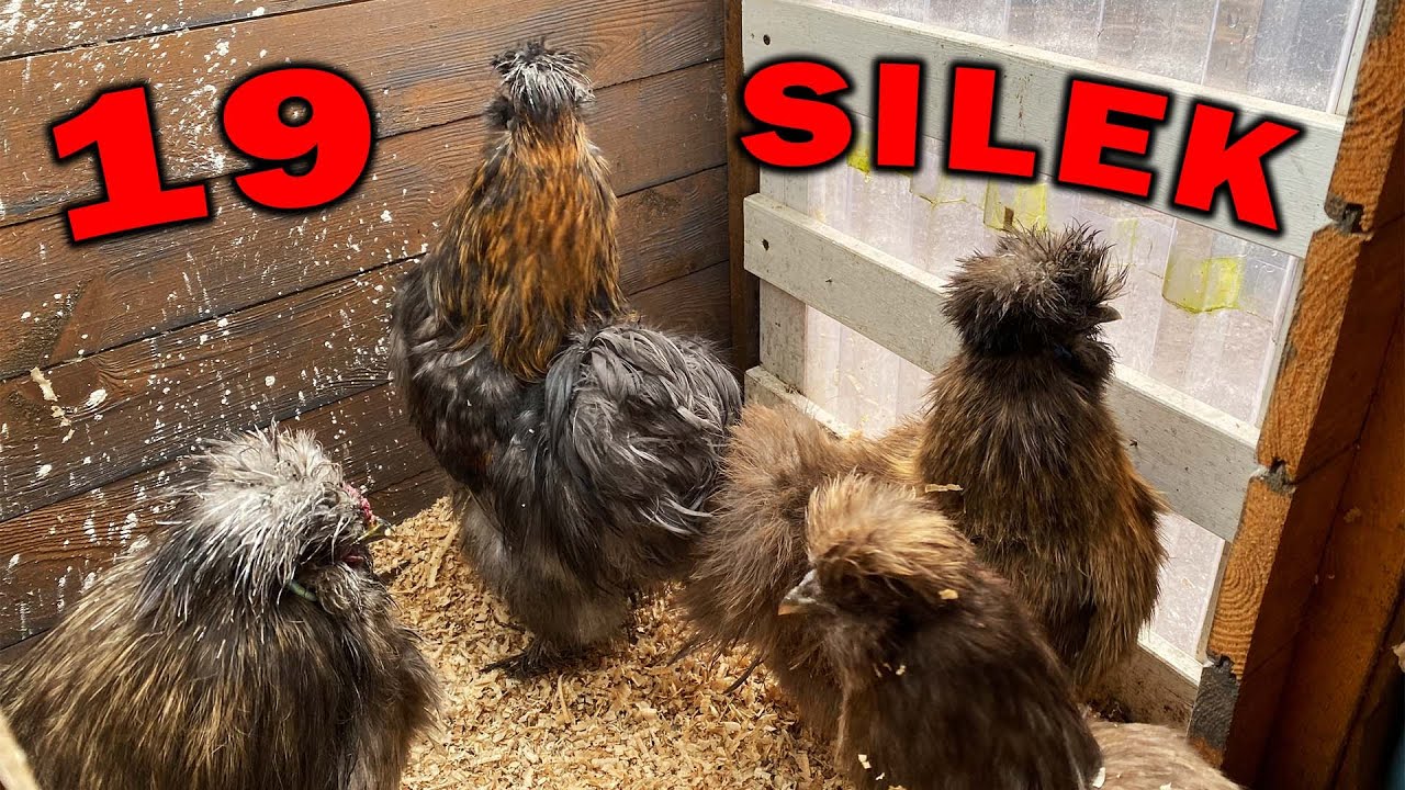 KUPIŁEM 4 NOWE SILKI !!! *Test Silosa*