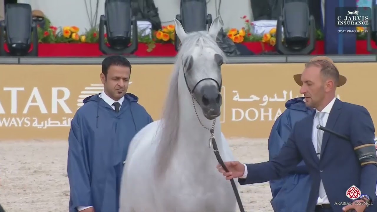 N 118 SULTAN ALENAYA   GCAT Prague 2025   Senior Stallions Section B Class 6B