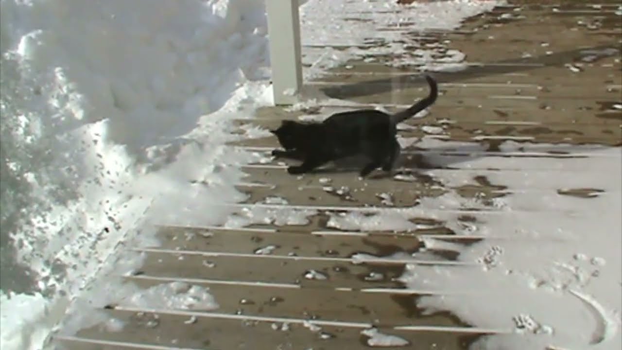 Snow and Sun Shine, with T.J. & Franky (A Cats Life 2012.)