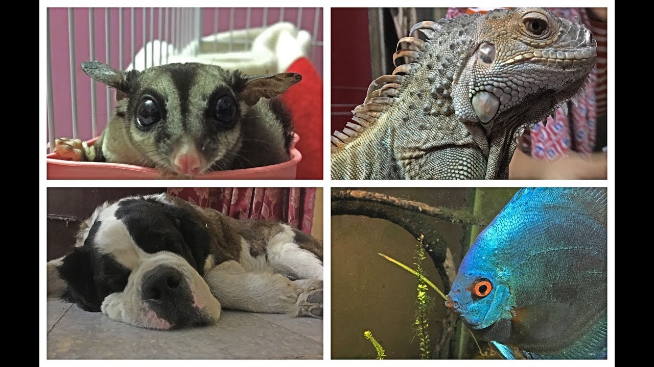 My 12+ pets| Wildly Indian