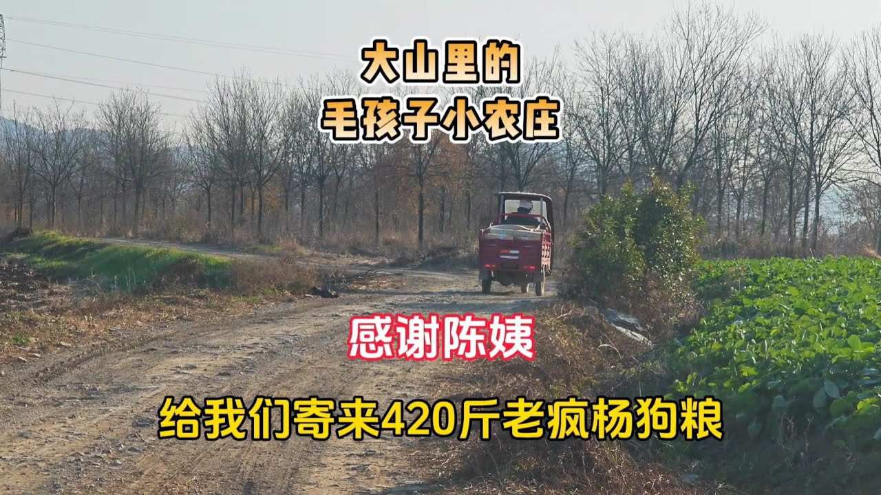 （379）【毛孩子小农庄】陈姨寄来420斤老疯杨狗粮，让我们小家园的冬天暖暖的