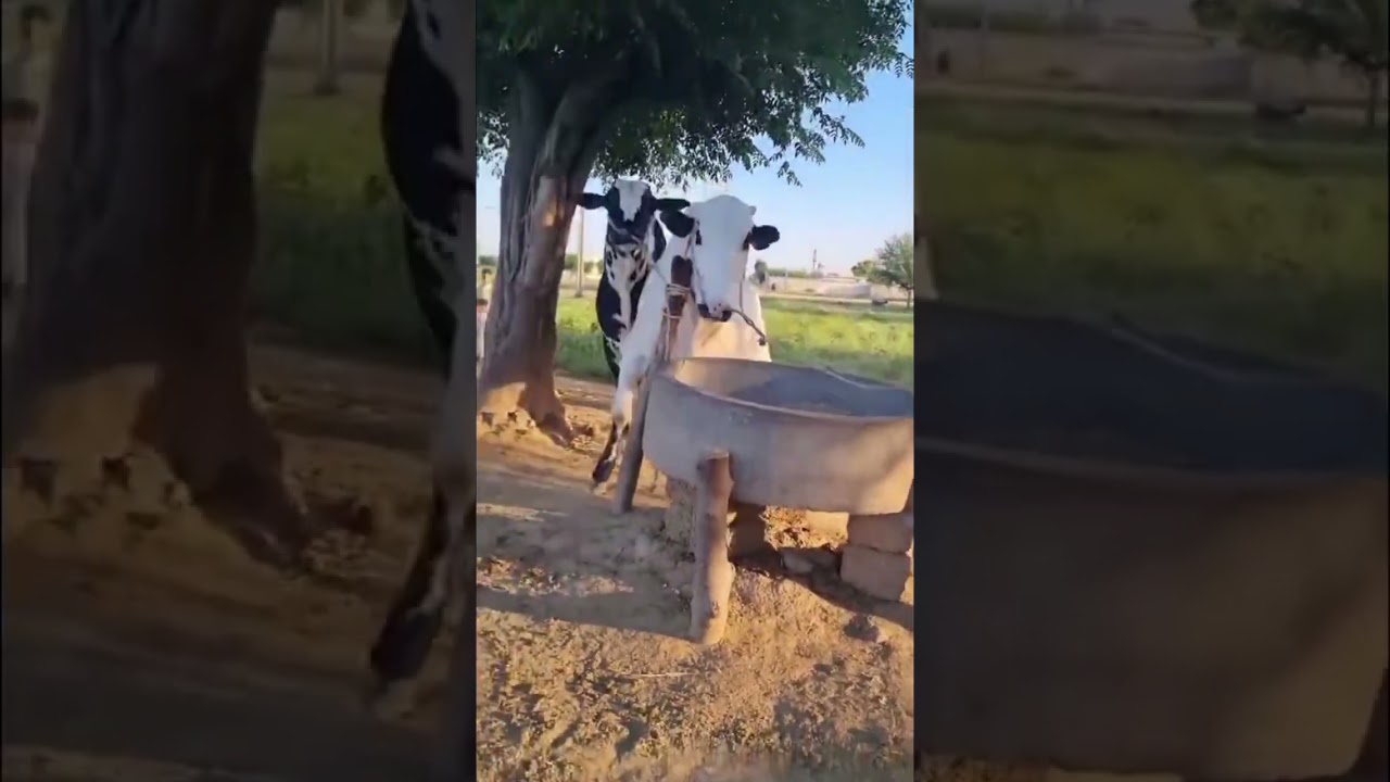 ANGRY COW ATTACK MAN🔥 #answer#cricketlover #unfrezzmyaccount#alijutt900 #attuide#trending#cow#bull