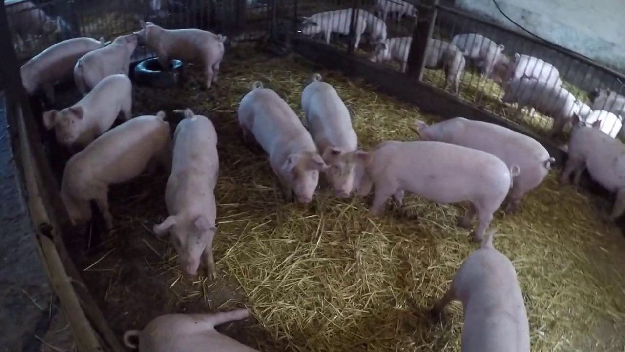Hodowla trzody. krótkie oprowadzenie i aktualności w świniarni