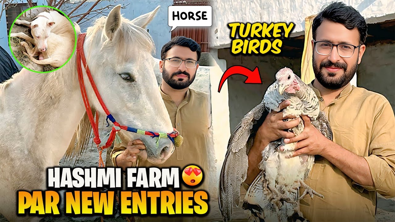 New entries at hashmi farm | آخر کار ترکی براڈ کی مادہ مل گئی | beautiful stud farm