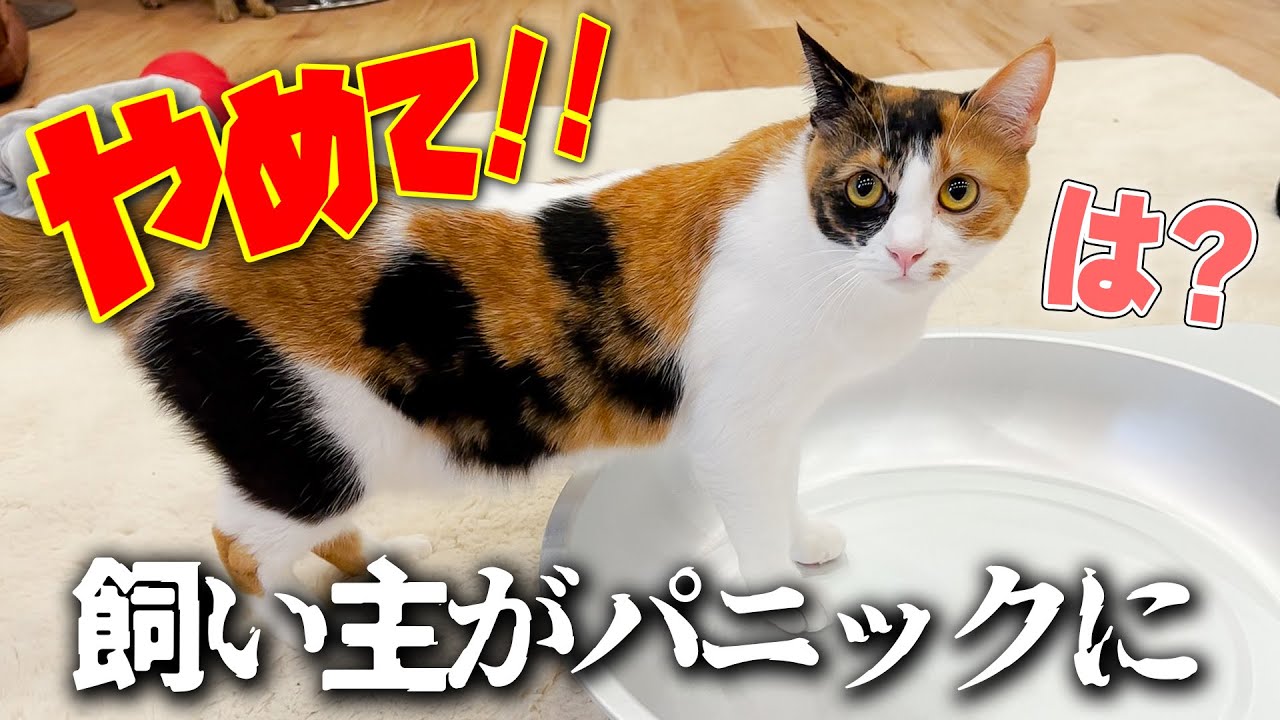 猫の