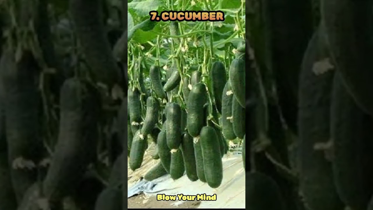 Top 10 Profitable Crops Grown In Summer