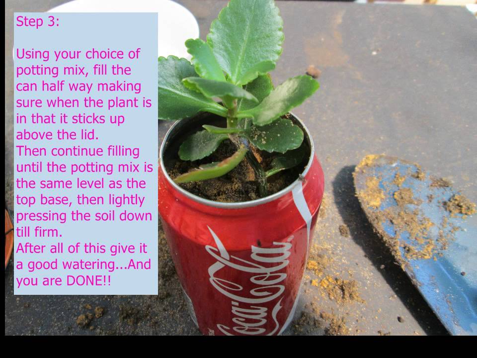 How to make a plant pot out of a soft drink can