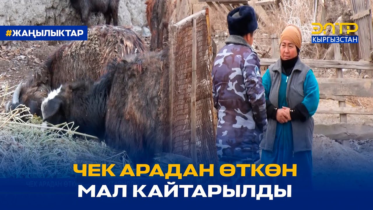САМАРКАНДЕК АЙЫЛЫНДАГЫ ЖЕРГИЛИКТҮҮ ЭЛДИН 150 БАШ МАЛЫ КАЙТАРЫЛДЫ