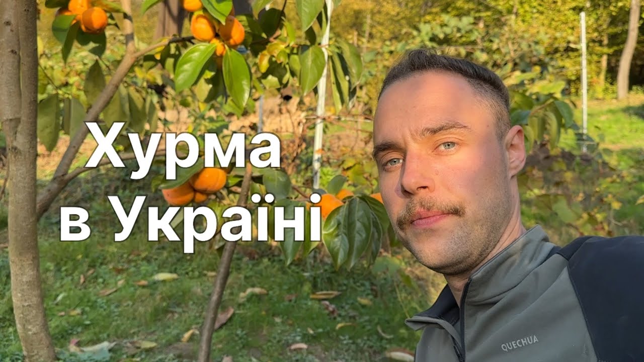 Чому саджанці хурми такі дорогі? Три роки вирощування в одному відео!