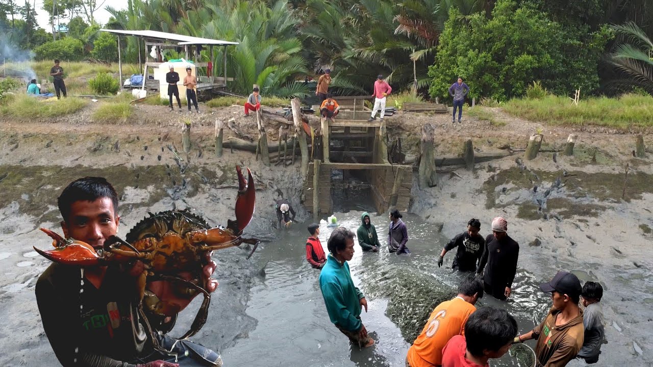 Proses panen ikan bandeng petani tambak Kalimatan!!! Hasil panen tidak sesuai harapan 