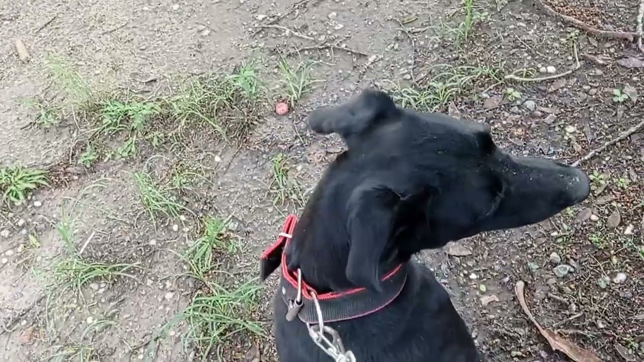 Levei a Pantera pra caminhar/e também levamos ração e vitamina para o Pitbull 