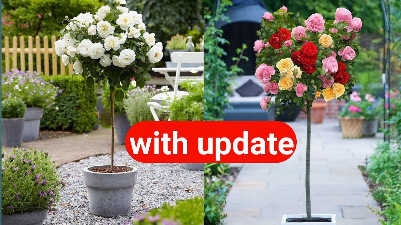 विदेशो जैसे गुलाब करो करके तो देखो | How to make standard rose tree,with update