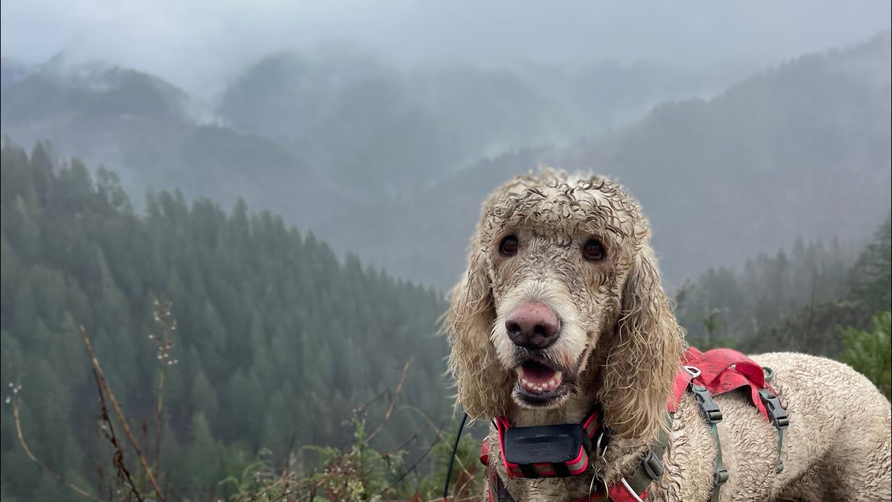 A dog’s Dream Come True