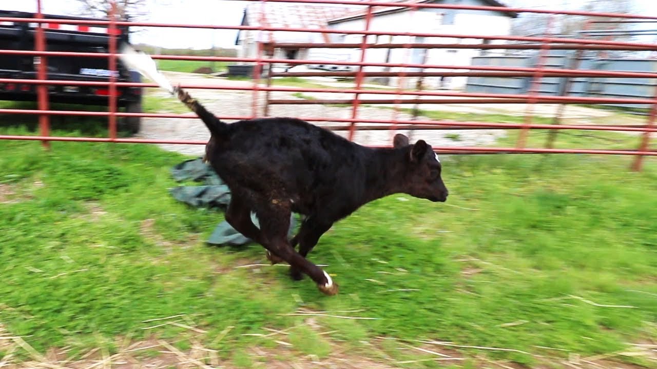 WEANING 6 CALVES!