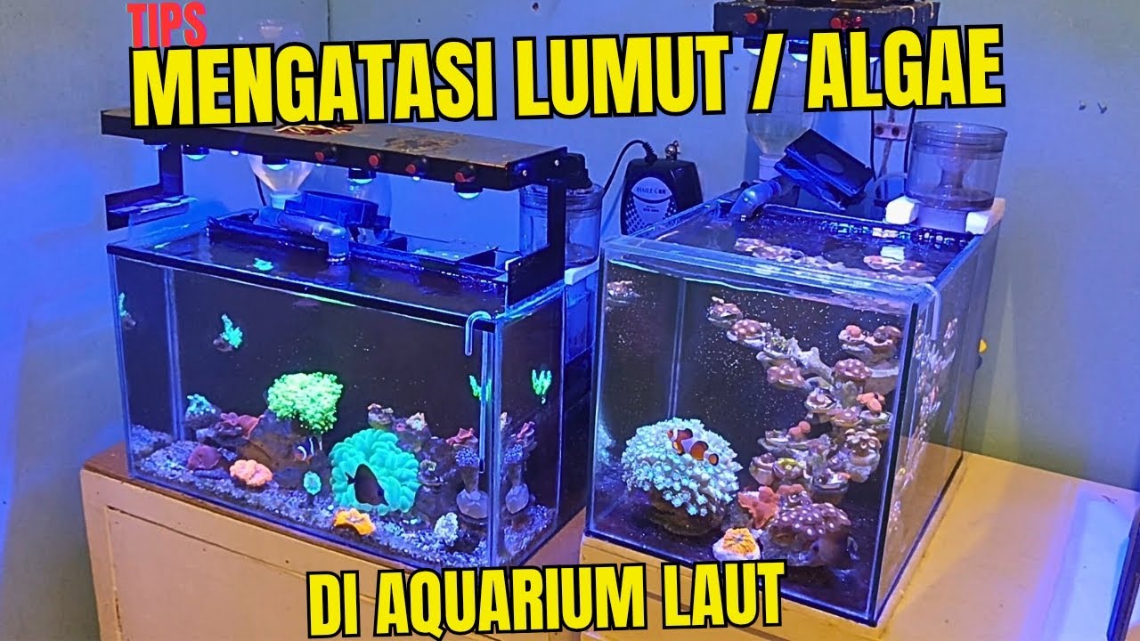 CARA MENGATASI LUMUT ATAU ALGAE YANG TUMBUH DI AQUARIUM KITA !