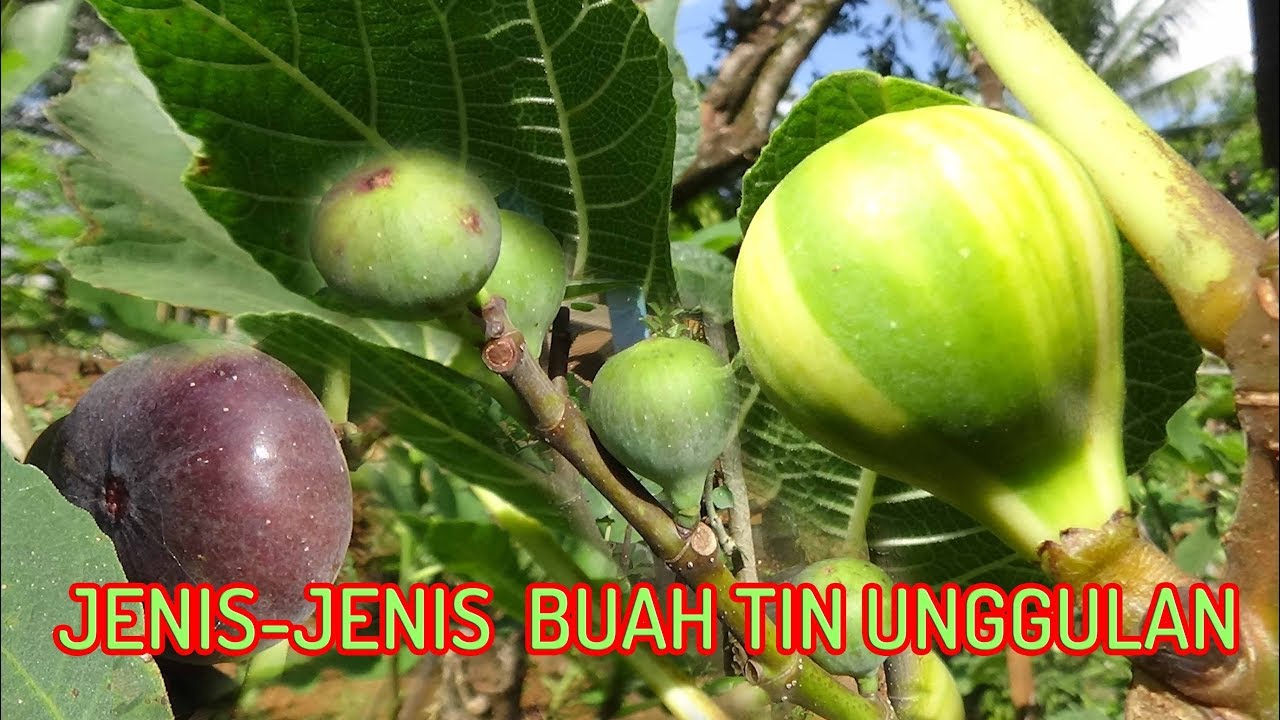 Inilah Aneka Jenis Varietas Pohon BUAH TIN Unggulan dan Khasiatnya