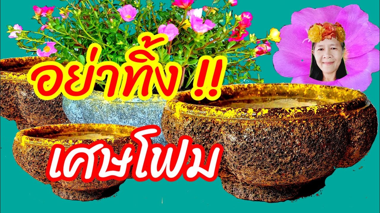 diy กระถางด้วยเศษโฟมปลูกคุณนายตื่นสาย