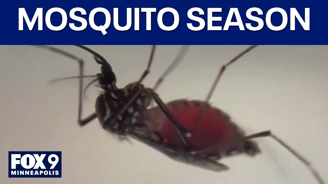 Why mosquitoes are particularly bad this year in Minnesota