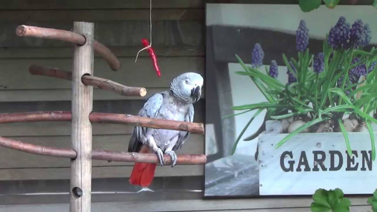 African Grey talking and whistles 