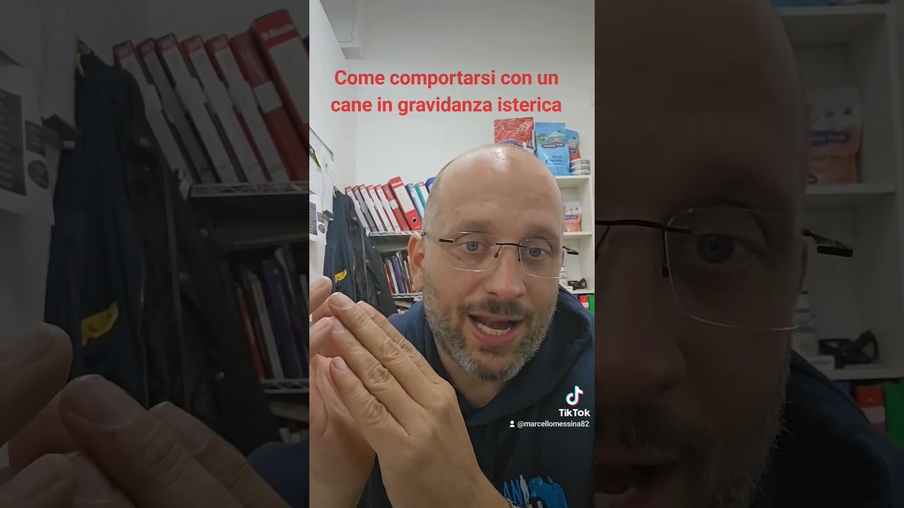 Come comportarsi con il cane che ha una gravidanza isterica