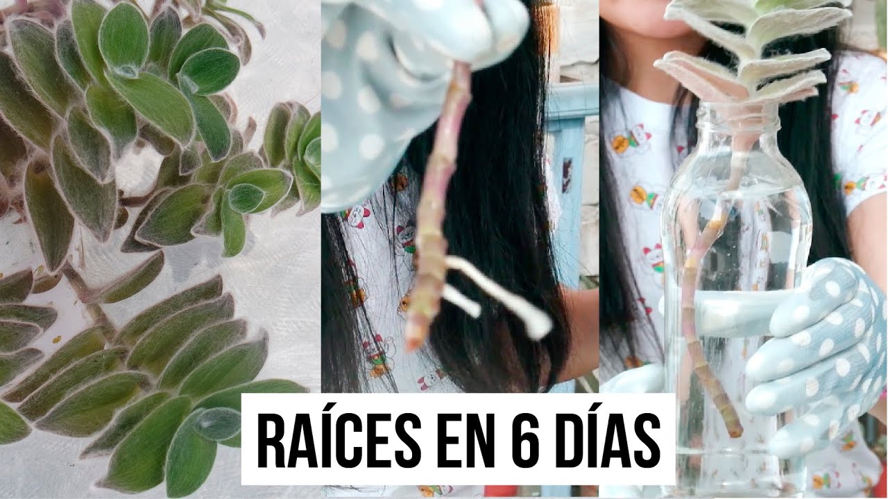 REPRODUCIR CON AGUA Y CON TIERRA | TRADESCANTIA SILLAMONTANA | MILICIENTA