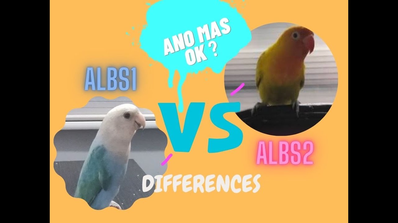 ALBS1 VS ALBS2  ANO PINAGKAIBA AT ANO MAS OK?