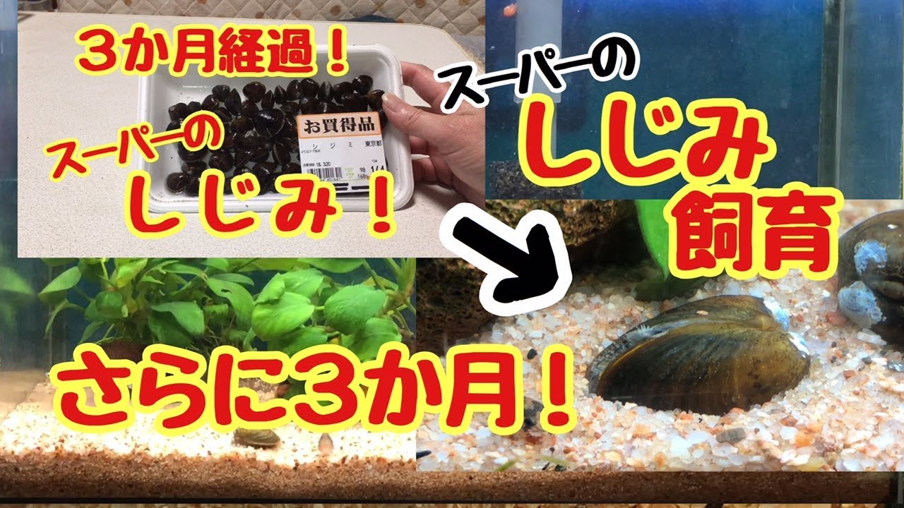 飼育開始から6ヶ月経過！【スーパーのシジミ】