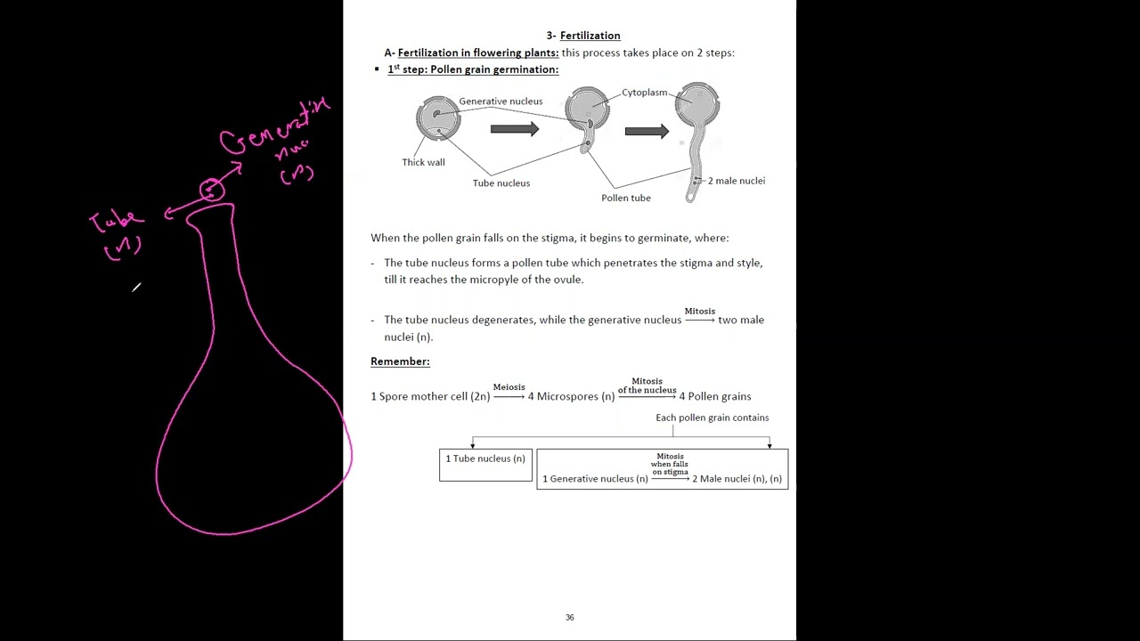 final revision chapter 3 part 2 flower and male