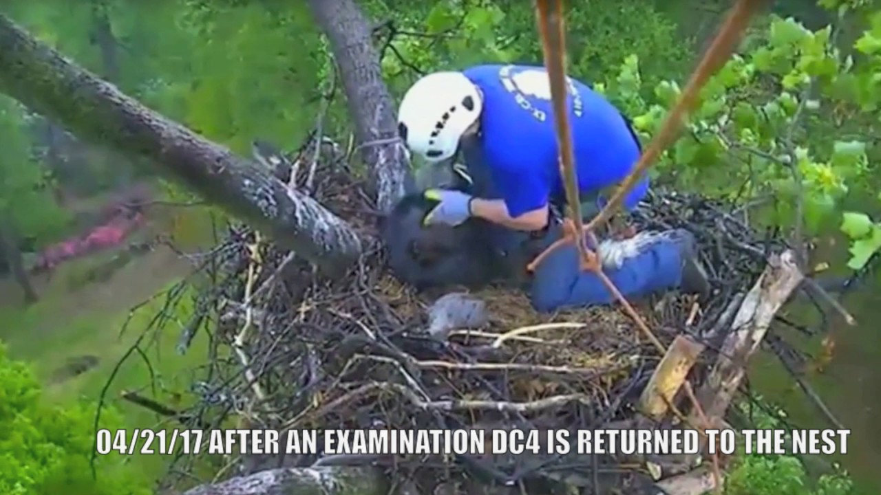 AEF-DC EAGLE CAM  🐣🐣 RESCUE OF EAGLET DC 4... SEALED WITH A KISS!