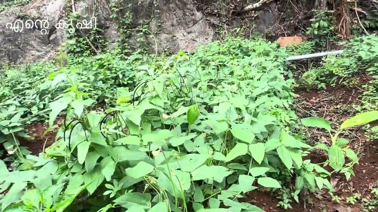 പയറ് കൃഷി 45 ദിവസം part 3 